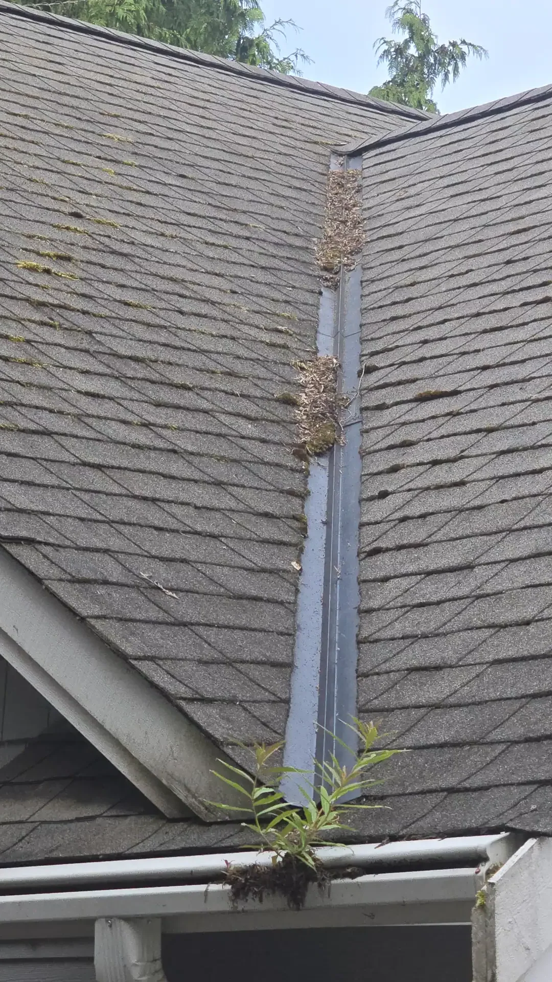 Roof cleaning project by Saratoga Home Services & Landscaping