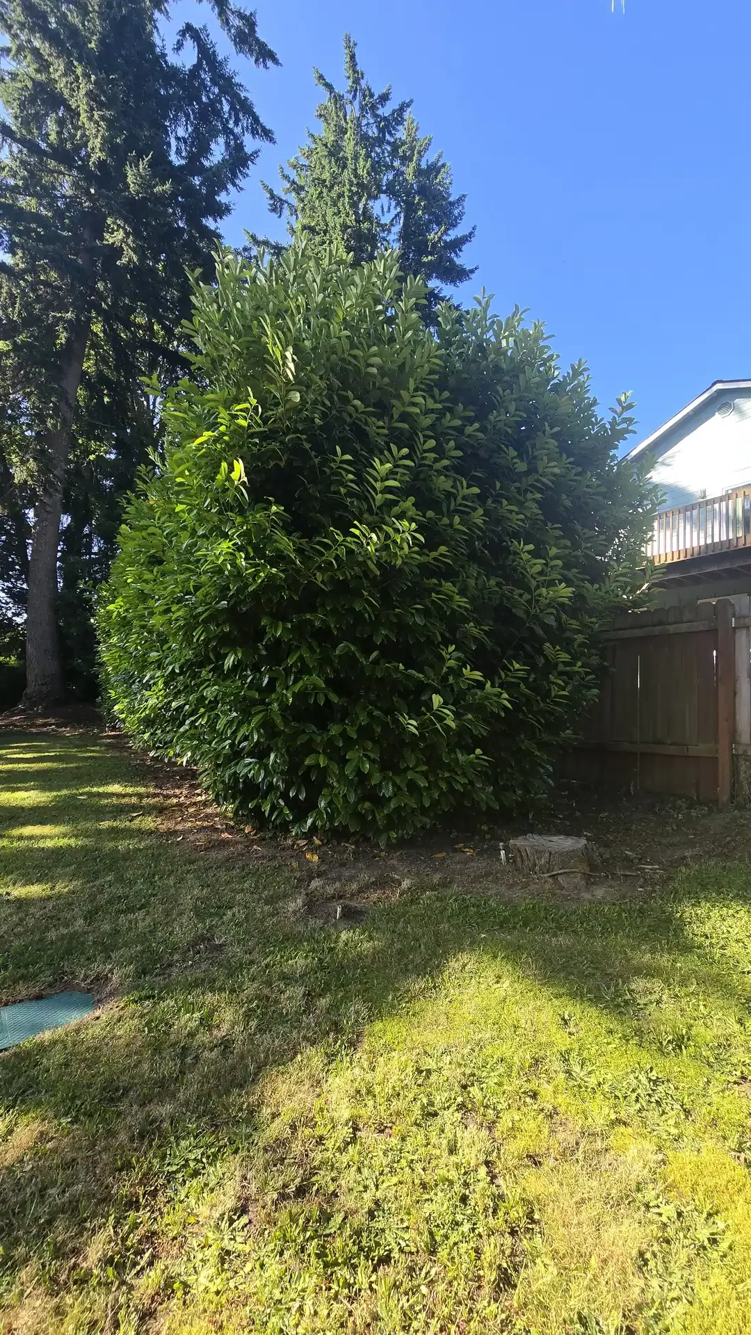 Yard cleanup by Saratoga Home Services & Landscaping on Camano Island